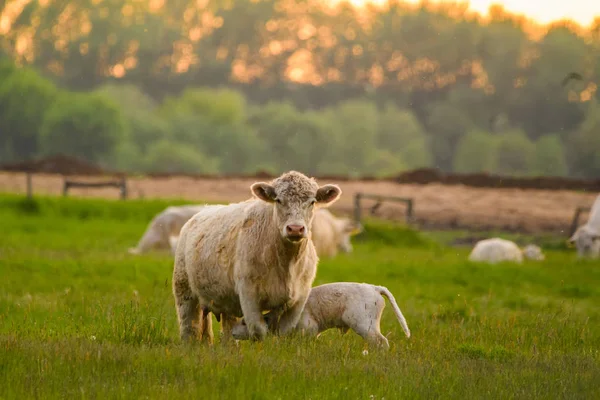 Kuh Und Kalb Auf Einem Feld — Stockfoto