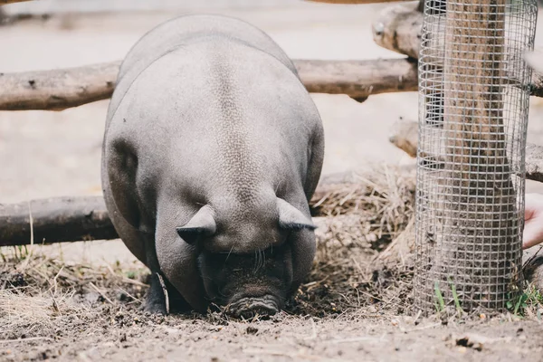 Vietnamese pig on the farm