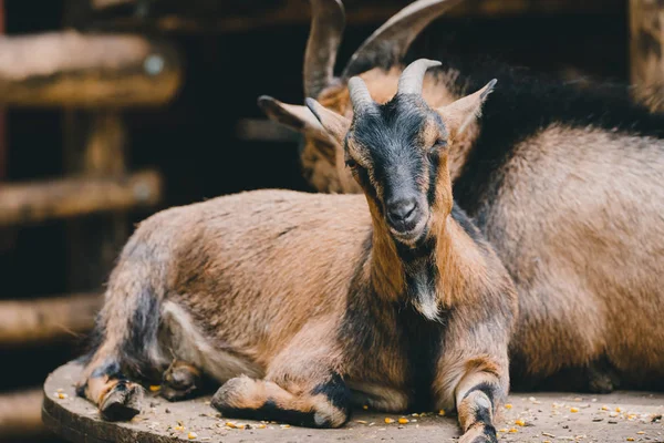 Portrait Photo Goat — Stock Photo, Image