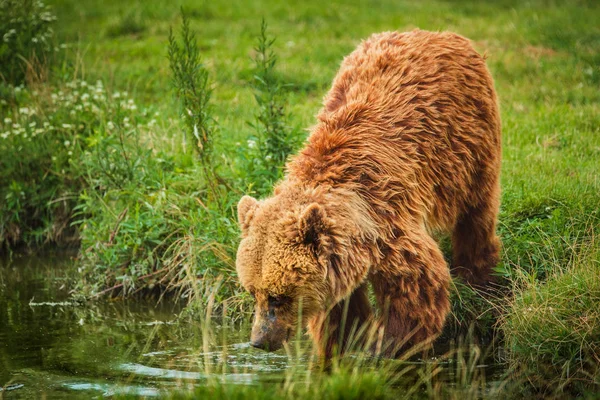 Oso Pardo Europeo Prado — Foto de Stock