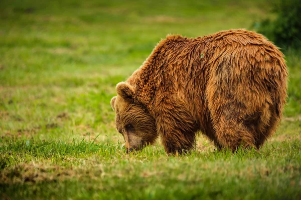 Europese Bruine Beer Weide — Stockfoto