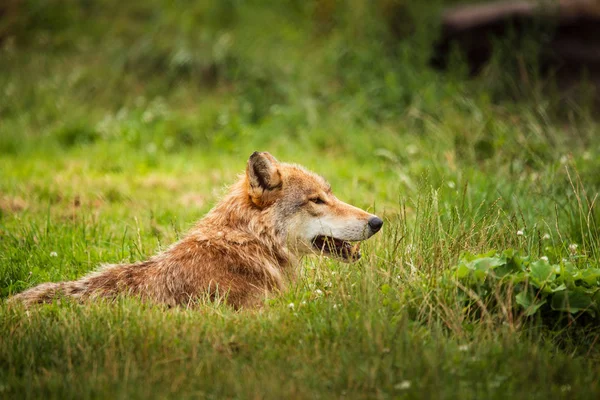 Loup Gris Couché Sur Une Prairie — Photo