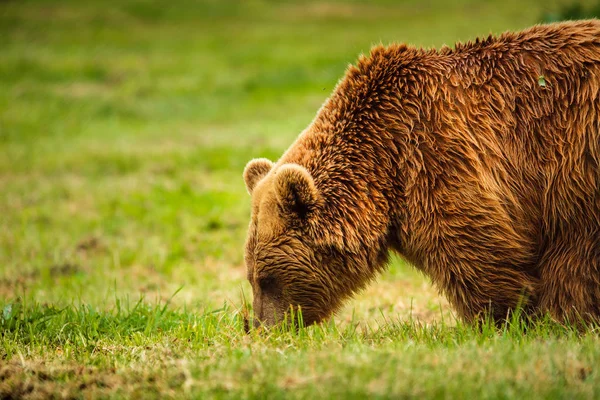 Europese Bruine Beer Weide — Stockfoto