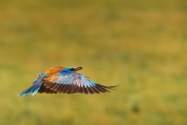 Uçan renkli Avrupa silindir