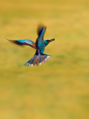 Uçan renkli Avrupa silindir