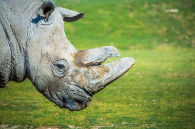 Big rhino in the zoo clipart