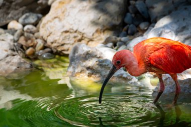 Scarlet Ibis kuş Hayvanat Bahçesi