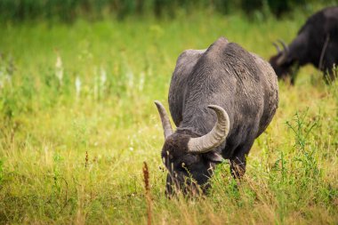 Mera üzerinde büyük Buffalo