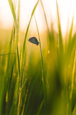 Nemli çimde kelebek