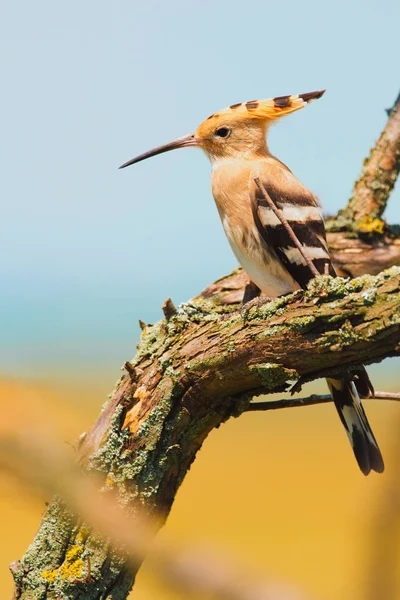 Hoopoe Eurazji Wspólne Hoopoe Lub Upupa Epops Piękny Brązowy Ptak — Zdjęcie stockowe