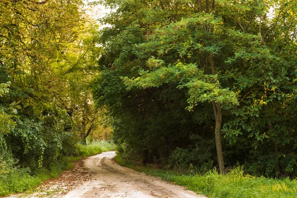 Strada Sterrata Nella Foresta Soleggiata — Foto Stock