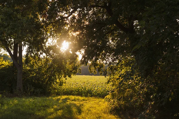 ヒマワリと日当たりの良い草原 — ストック写真