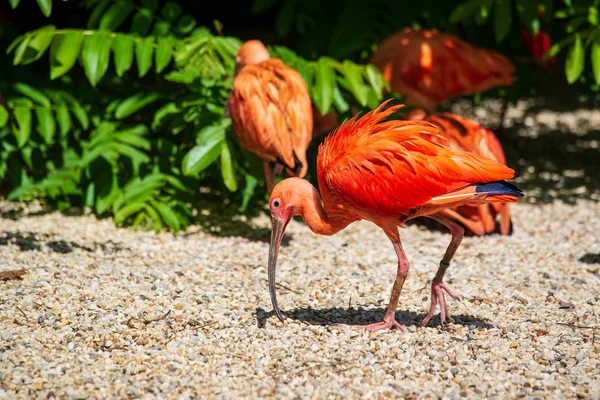 Oiseau Ibis Écarlate Dans Zoo — Photo