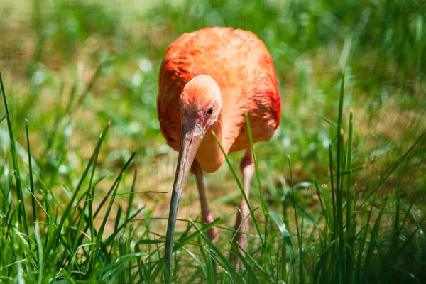 Scarlet Ibis Kuş Hayvanat Bahçesi — Stok fotoğraf