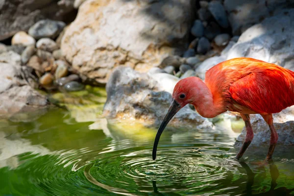 Oiseau Ibis Écarlate Dans Zoo — Photo