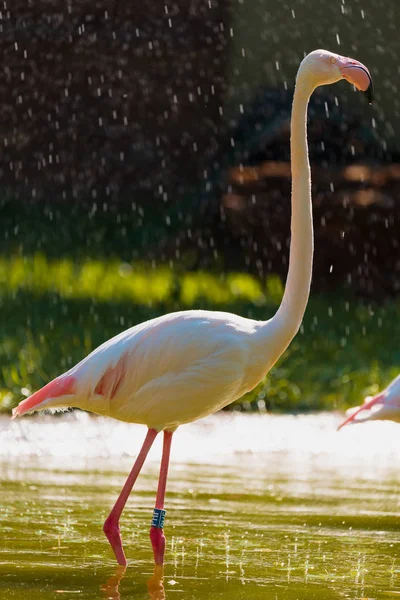 Flamingó Parkban — Stock Fotó