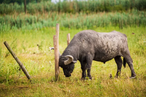 Búfalo Grande Pasto — Foto de Stock