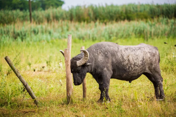 牧场上的大水牛 — 图库照片