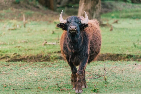 Photo Big Buffalo — Stock Photo, Image