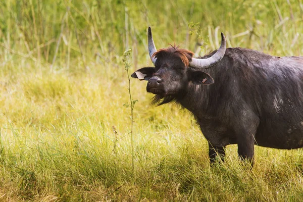 Big Buffalo Pasture — Stock Photo, Image