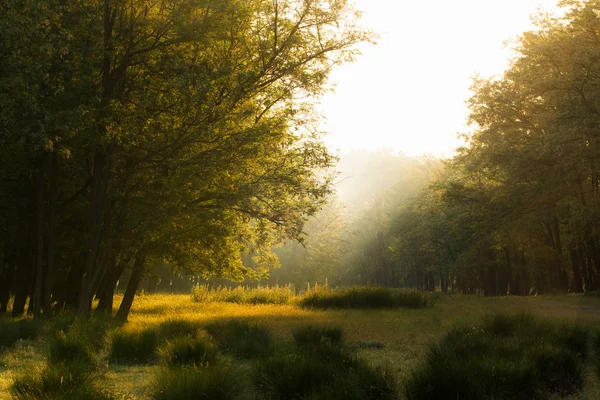 Sunrays Morning Meadow — Stock Photo, Image