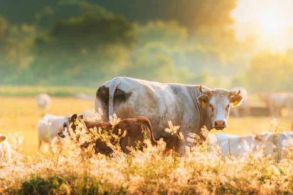 Kälber Und Kühe Auf Der Weide — Stockfoto