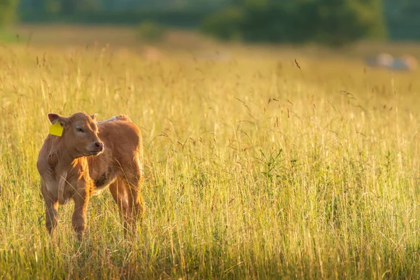 Calf Pasture — Stock Photo, Image