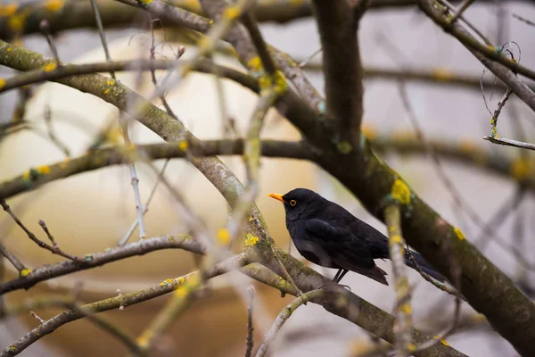 Pájaro Negro Común Árbol —  Fotos de Stock