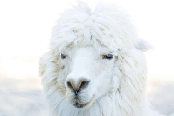 Portrait Photo Alpaca Stock Photo