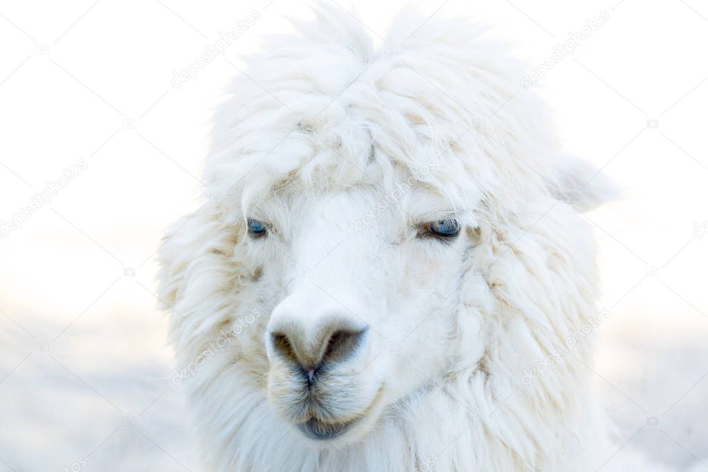 Portrait photo of Alpaca