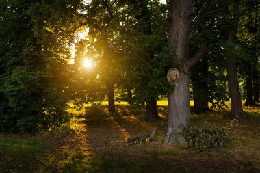 Ormanda ağaçların arasında saçılma ışık