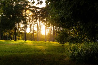 Ormanda ağaçların arasında saçılma ışık