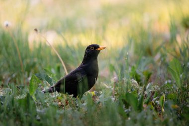 Common blackbird on the grass clipart