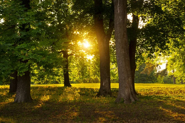 Ormanda Ağaçların Arasında Saçılma Işık — Stok fotoğraf