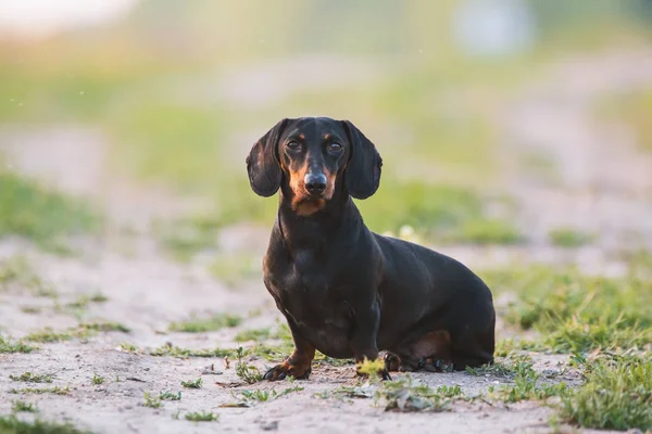 Niedlichen Schwarzen Dackel Porträt — Stockfoto