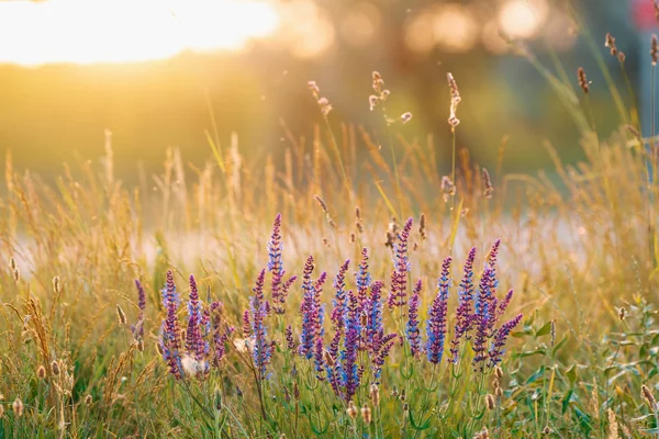 Woodland Sage Purple Flower Sunlight — Stock Photo, Image