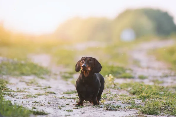 Niedlichen Schwarzen Dackel Porträt — Stockfoto