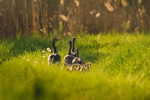 鹅家庭在草 — 图库照片
