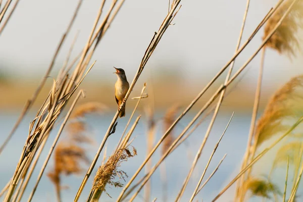 Great Reed Warbler Reed Grass — Stock Photo, Image