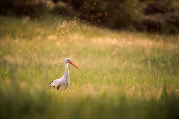Cigogne Blanche Sur Une Prairie — Photo