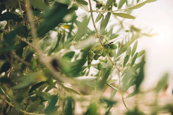 Dettaglio Dell Olivo — Foto Stock