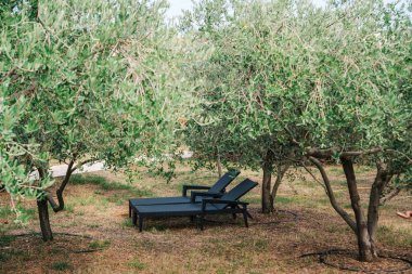 Zeytin bahçesinde şezlong