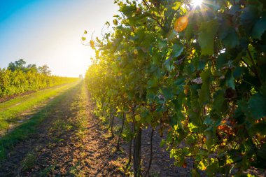Güneşli bağ kırsal manzara 