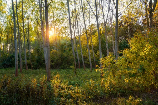 Farbenfrohe Herbstwaldszene — Stockfoto