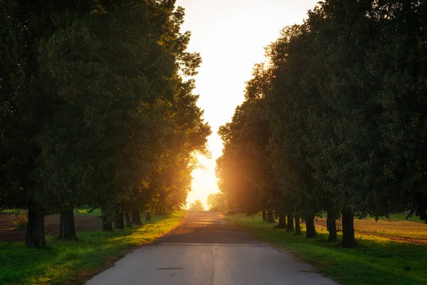 Country Road Running Tree Alley — Stock Photo, Image