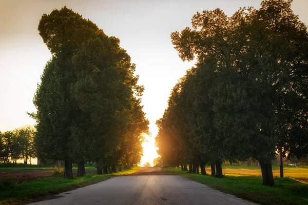 Route Campagne Traversant Une Allée Arbres — Photo