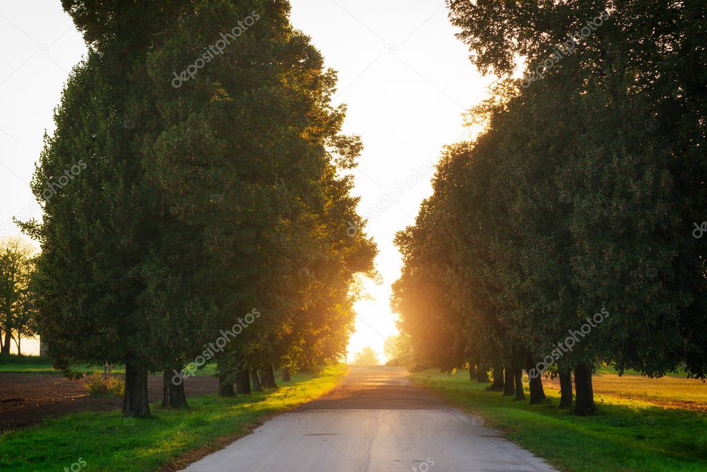 Country road running through tree alley