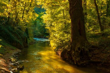 Sonbahar ormanında akan dere