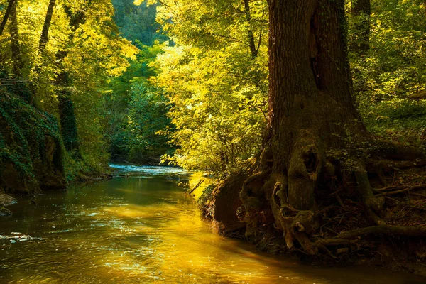 Sonbahar Ormanında Akan Dere — Stok fotoğraf