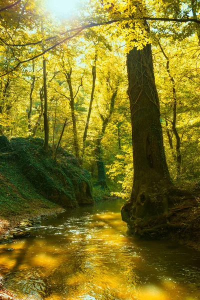 Sonbahar Ormanında Akan Dere — Stok fotoğraf